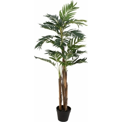 Areca palma, 3 kmeny, 110 cm
