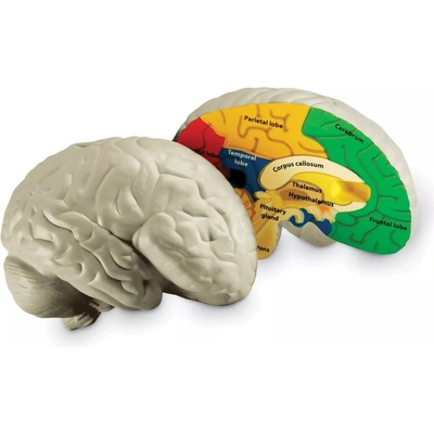 Anatomický model mozku Montessori