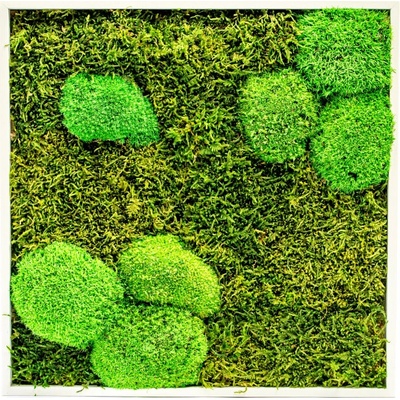 Gardners Mechový obraz 35x35 cm kombinovaný mech kopečkový s plochým, bílá