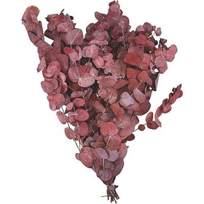 PRESERVED EUCALYPTUS CINREA FOLIAGE ABSORBTION RED SLEEVE ( 150 g )