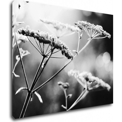 Impresi Obraz Čiernobiela lúčna kvetina - 90 x 70 cm