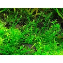 Gratiola viscidula