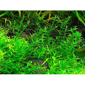 Gratiola viscidula
