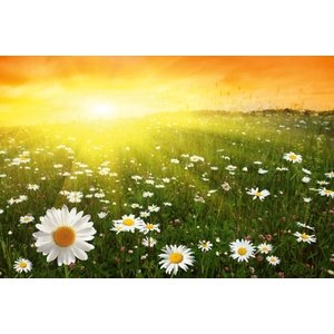 DIMEX ART Флизелинов фототапет поле при залез слънце 375 x 250 см