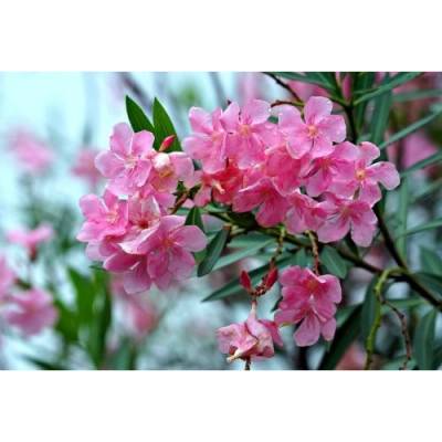 Nerium oleander (Oleander obyčajný) ružový, kont. C18L, výška: 150–170 cm, (-10/-12°C) - NA KMIENKU
