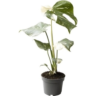 Monstera deliciosa Thai Constellation 12x30 cm
