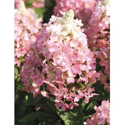 Hortenzie latnatá FloraSelf Hydrangea paniculata 'Magical Vesuvio' výška 50-60 cm květináč 6 l