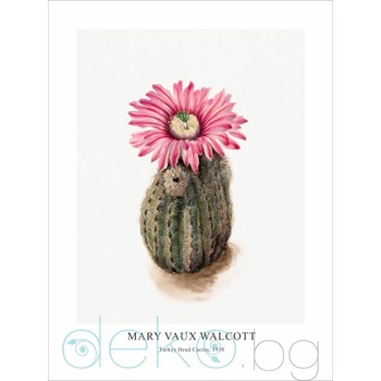 Принт Turkey Head Cactus, Мери Во Уолкът - репродукция (Print1031)