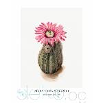  Принт Turkey Head Cactus, Мери Во Уолкът - репродукция (Print1031)