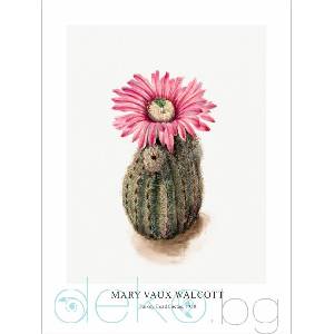  Принт Turkey Head Cactus, Мери Во Уолкът - репродукция (Print1031)