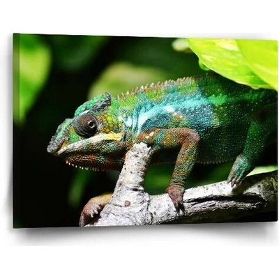 Sablio Obraz Chameleon - 60x40 cm