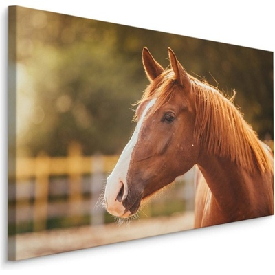 MyBestHome BOX Plátno Kůň Ve Výběhu Varianta: 70x50