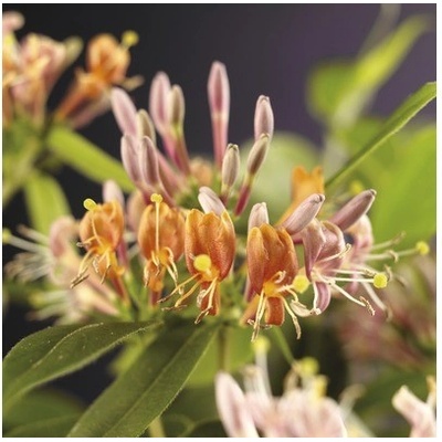 Zemolez Henryov FloraSelf Lonicera henryi 50-70 cm kvetináč 2,3 l