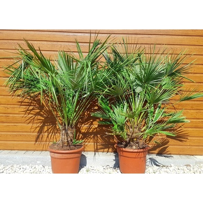 Chamaerops humillis – kmeň 20-30cm, celková výška 110cm