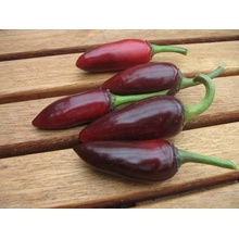 CHILLIMAT Semínka chilli Jalapeno Purple 10 ks