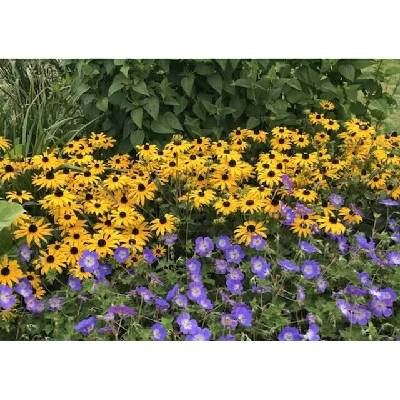 levandule-online.cz Třapatka zářivá 'Goldsturm' - Rudbeckia fulgida