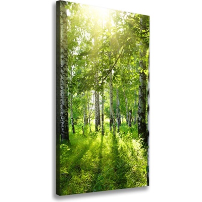 Vertikálny foto obraz canvas Brezový les 50x100 cm