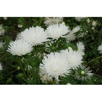 Image 1 of Seklos Астри Бели Игловидни Уникум Callistephus chinensis L Ness Unicum