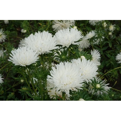 Seklos Астри Бели Игловидни Уникум Callistephus chinensis L Ness Unicum