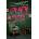 Death at Morning House | Maureen Johnson