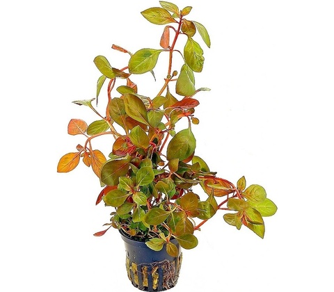 Ludwigia repens