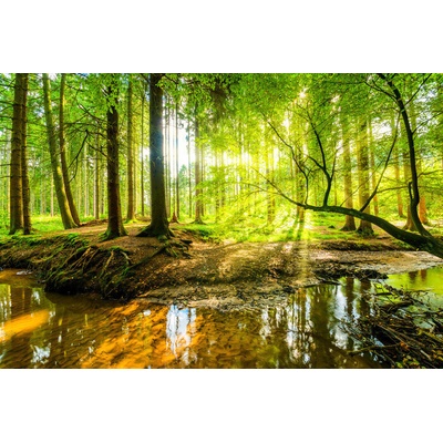 Plakát, Obraz - Spring Forrest, 120 × 80 cm