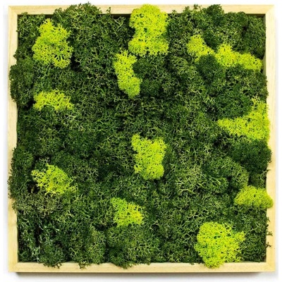 Gardners Obraz z lišejníku 35x35 cm, přírodní
