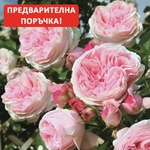 Tantau® Катерлива Роза Giardina®