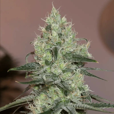 Silent Seeds Original Amnesia semienka neobsahujú THC 5 ks