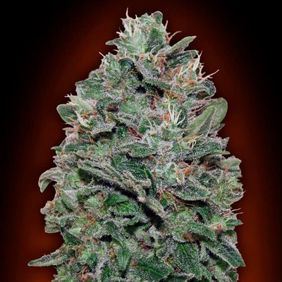 00 Seeds Bank Sweet Somango semienka neobsahujú THC 100 ks