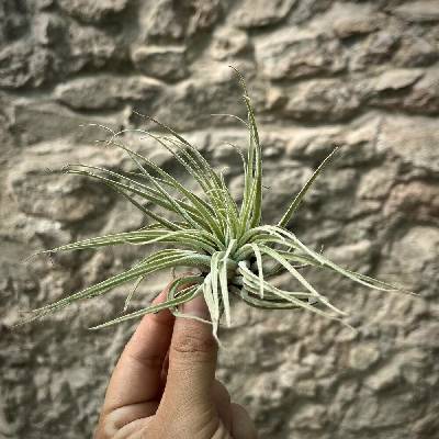Tillandsia oaxacana