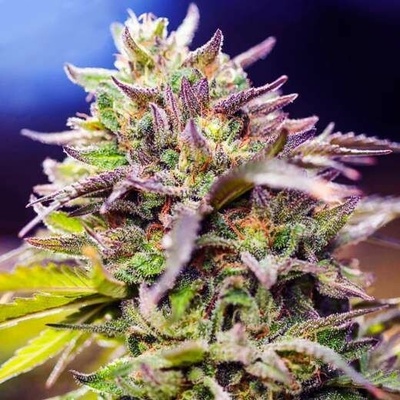 Nirvana Skunk #1 regular semienka neobsahujú THC 10 ks