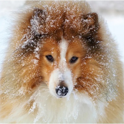 Fotografie - Wallberg, Allan: Sheltie pes - reprodukce obrazu