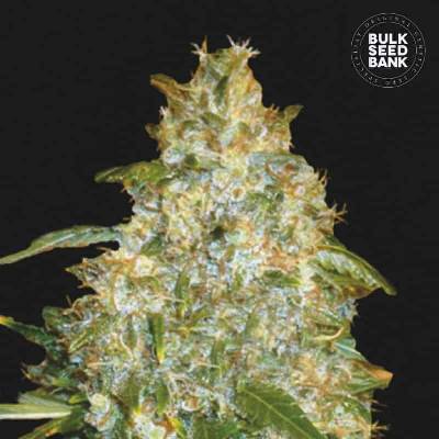 Bulk Seed Bank AUTO Good Wild Shark semena neobsahují THC 10 ks