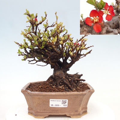 e-bonsai Venkovní bonsai - Chaneomeles speciosa - Kdoulovec ozdobný