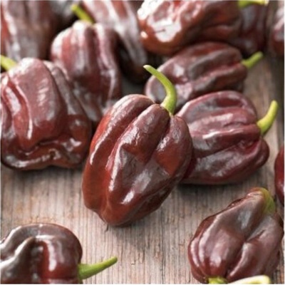 CHILLIMAT Semínka chilli Habanero Chocolate 10 ks