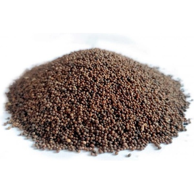 Bylík Kokotice semeno 100 g