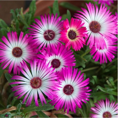 Kosmatec krystalový - Mesembryanthemum crystallinum - osivo kosmatce - 300 ks