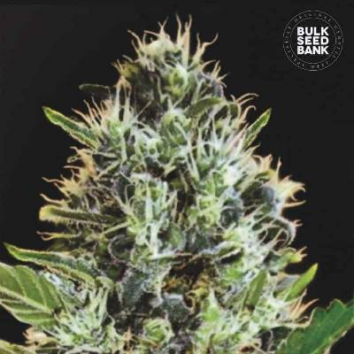 Bulk Seed Bank AUTO Sunmango semena neobsahují THC 10 ks