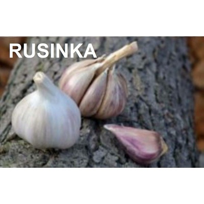 Sadbový česnek RUSINKA 3 až 4 ks paličák