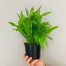 Echinodorus amazonicus