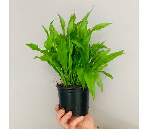 Echinodorus amazonicus