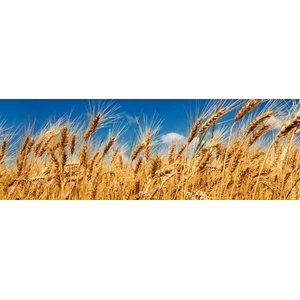 DIMEX ART Фототапет за кухня - пшенично поле 180 x 60 см