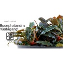 Bucephalandra Kedagang