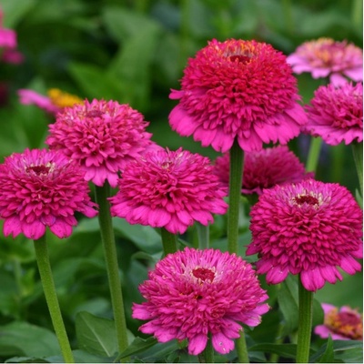 Cínia Zinderella Purple - Zinnia elegans - semená cínie - 20 ks