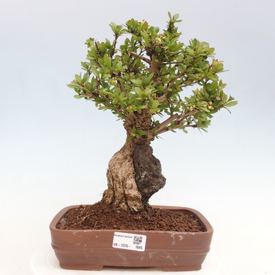 e-bonsai Venkovní bonsai - Berberis coreana - Dřištál korejský