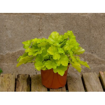 Heuchera Lime Marmalade, kont. 0,5 l