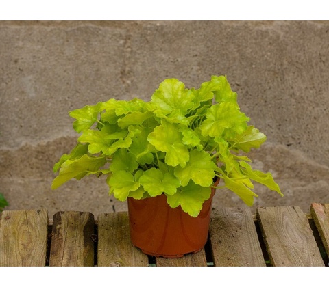 Heuchera Lime Marmalade