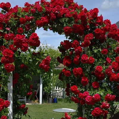 Paul® Катерлива Роза Paul' s Scarlet Climber®