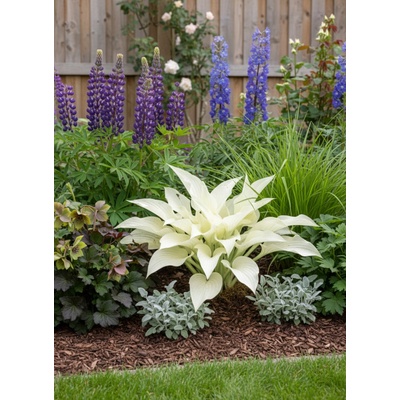 Bohyška 'White Feather' 1 ks